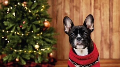 As you can see, outstandingly cute. The name is American Beagle Outfitters!