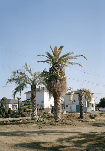 postpalmtree_01