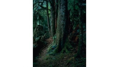 ポートレートのように表情豊かな森。上田義彦の写真展がギャラリー916で開催。