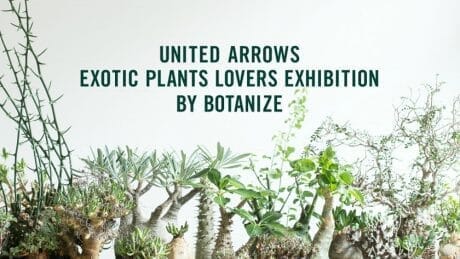 塊根植物好きは注目！カリスマプランツショップのボタナイズが六本木に期間限定出店します。