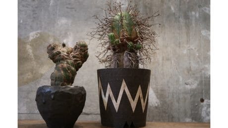 ボタナイズがセレクションする塊根植物の期間限定販売会が開催決定。あの人気作家の鉢が手に入るチャンスです！