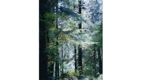 The final exhibition in the series, "Farewell, Gallery 916," features Yoshihiko Ueda's vision of a forest overflowing with vitality.