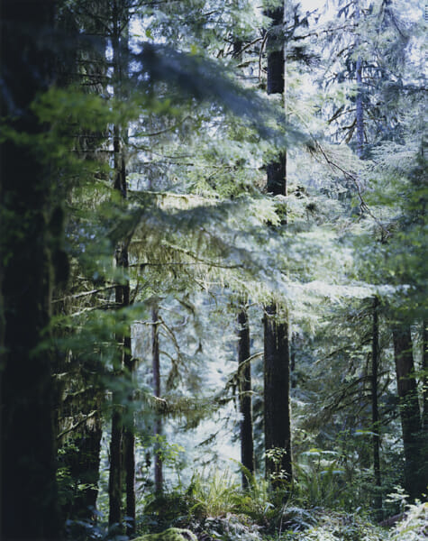01_Quinault 2017 (Main Image)