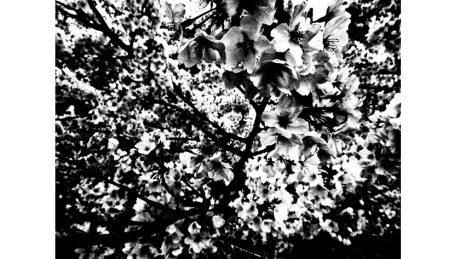 森山大道×坂口安吾×町口覚による共作。春の中目黒に現れる、モノクロの幽玄な桜。