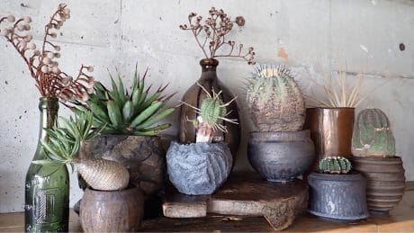 スタイリスト坂元真澄が私物の植物を大放出！ 今週末は中目黒のプロッド・プランツ・マーケットへ。