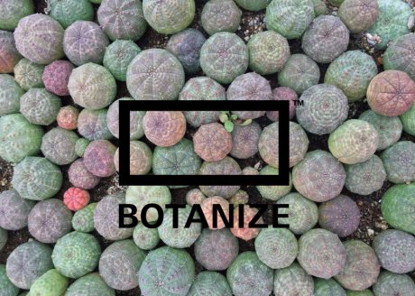 【HNF NEWS】熱狂的なファンが多いボタナイズが何か仕掛けてくるらしい。