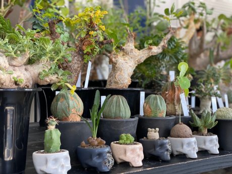 Botanicals have gone from boom to culture. NEVERLAND TOKYO, an event for plant lovers by plant lovers, was held.