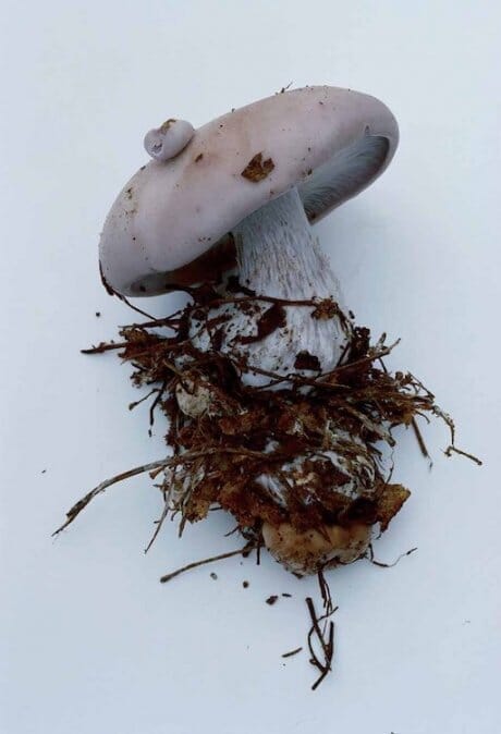 Nine years have passed since then... Takashi Homma captured mushrooms related to the nuclear power plant accident.