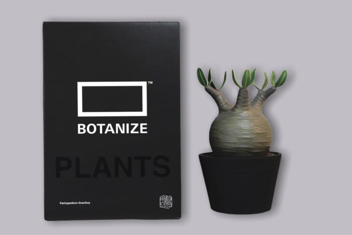 Botanize and Medicom Toy co-created this plant-inspired artistic figure.