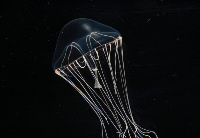 【WALKER'S CLUB H] Is this aquarium local production for local consumption! ? Fantastic jellyfish to be viewed at the Enoshima Aquarium.