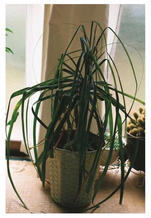 草野庸子の個展が開催。被写体は故郷・福島の実家。