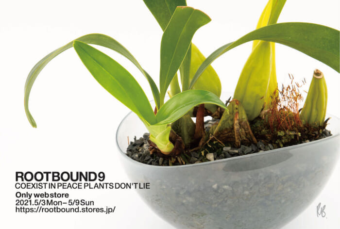 部屋のグリーンを考えているなら、ROOTBOUNDのオンラインエキシビションを訪ねましょう。