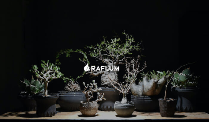 愛でよ植物、ならばRAFLUM。完全予約制の原宿の塊根植物・アガベ専門植物屋が、阪急うめだ本店にやって来る! コラボ植木鉢セットもあるよ。
