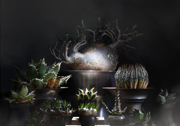完全予約制の植物屋さん、いまだけ出入り自由です。ラフラムが阪急メンズ東京でポップアップを開催します。