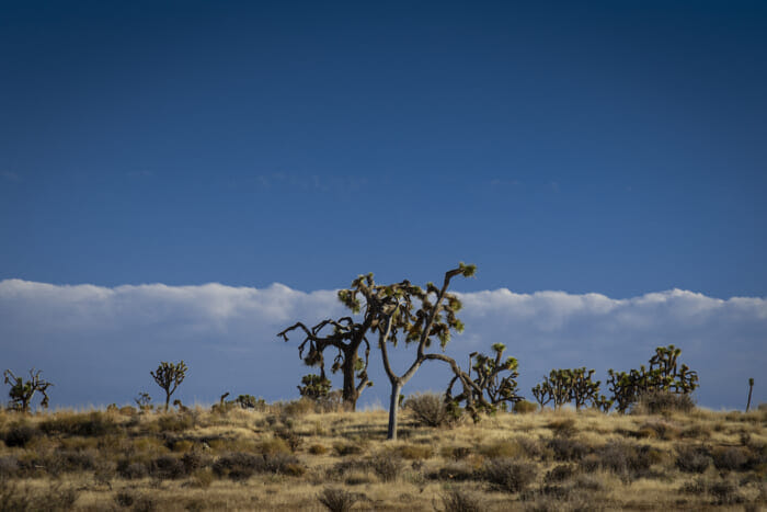 雄大な自然、音楽との繋がり。カリフォルニアのジュシュアツリーに捧げる、リベレイダースの23SSコレクション。