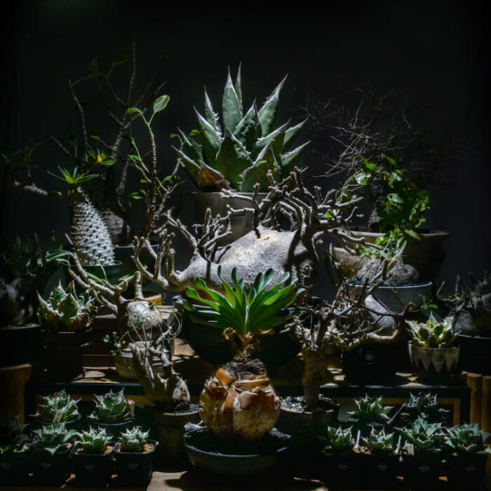 原宿の予約制プランツショップRAFLUMが大阪に上陸。初の実店舗には、希少な植物や植木鉢が勢揃い!