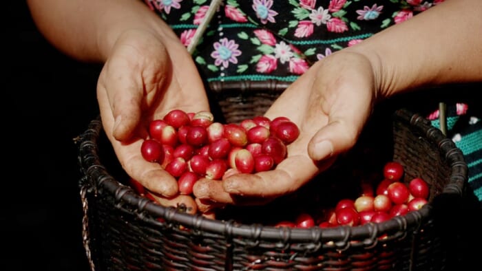 ハリオの新作はコーヒー豆。シングルオリジン3種がラインナップです。