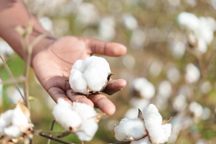 染めないという選択。無染色のザンビア産コットンを使用した、アンダイド バイ レフツがデビュー。